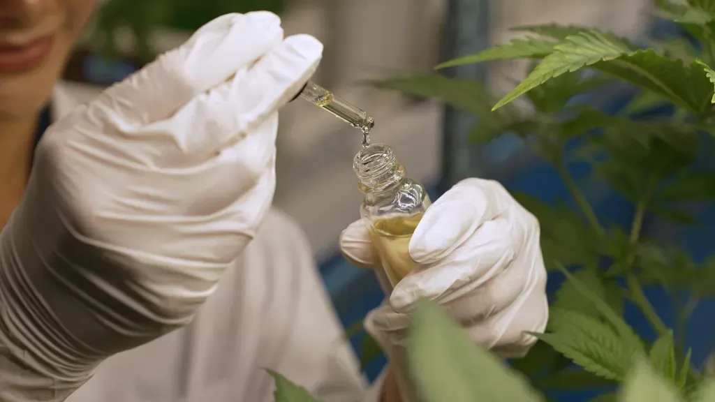 olejki cbd wysokiej jakości